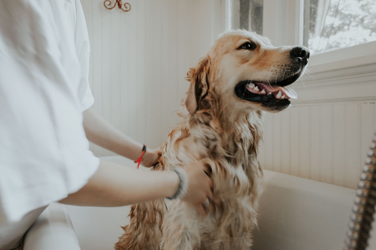 A golden retriever being gently groomed in warm light