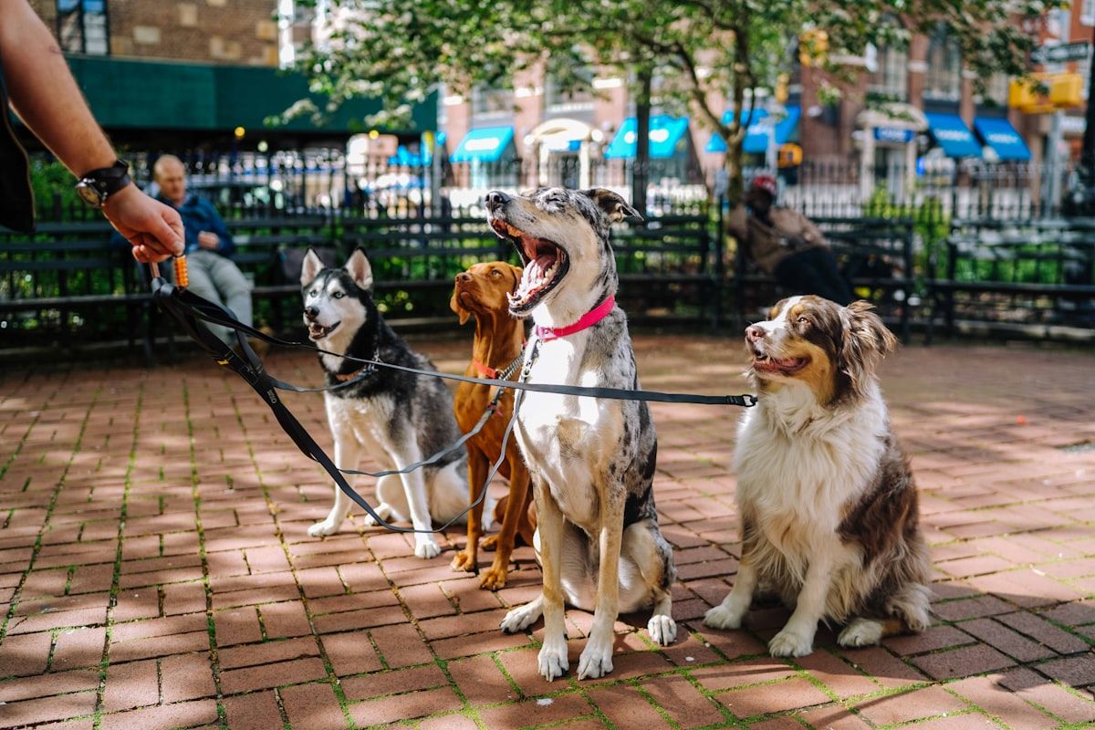A small, calm group of dogs with their handler in the park